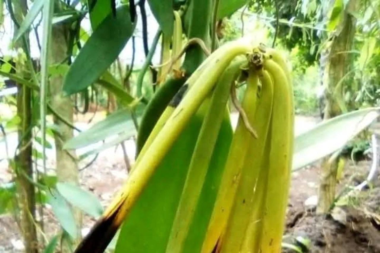 Zanzibar: Spice Farm, Stone Town or Jozani Forest with lunch Spice Farm Experience with lunch – (No Transport)