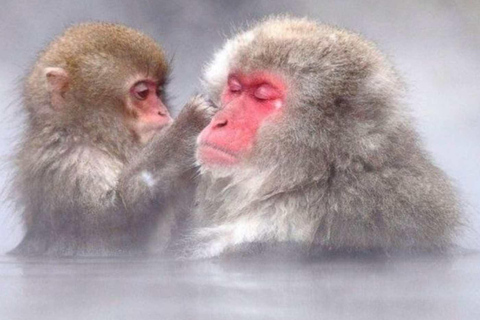 طوكيو جولة خاصة ليوم واحد في حديقة القرود الثلجية ومعبد زينكوجيجولة قرد الثلج ومعبد زينكوجي في سيا