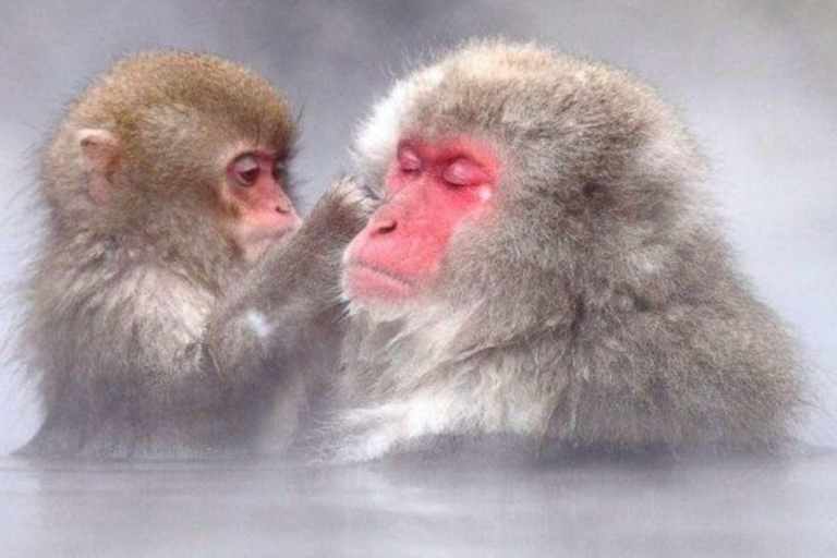 طوكيو جولة خاصة ليوم واحد في حديقة القرود الثلجية ومعبد زينكوجيجولة قرد الثلج ومعبد زينكوجي في سيا