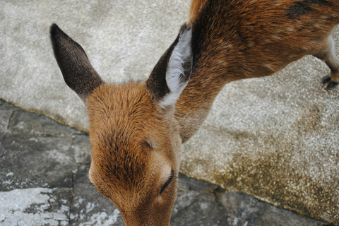 From Osaka or Kyoto: Hiroshima and Miyajima Day Trip