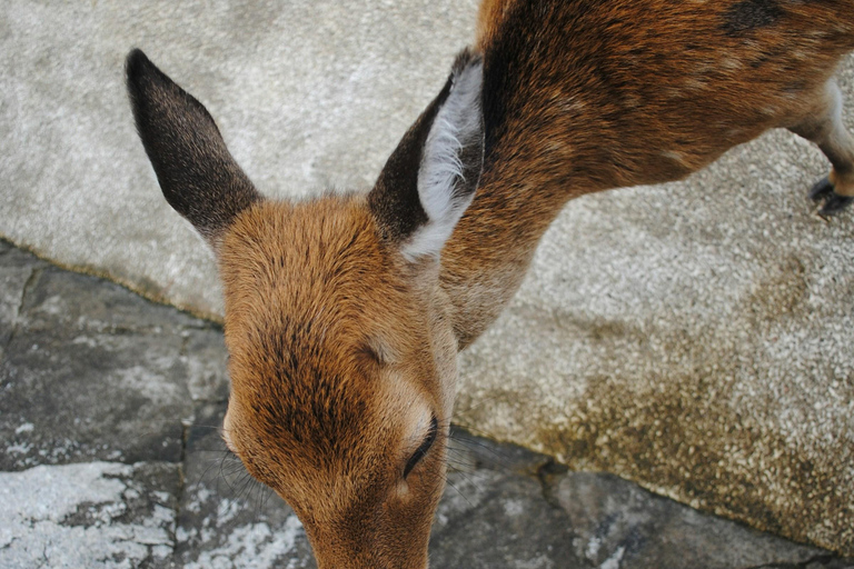 Vanuit Osaka of Kyoto: Dagtrip Hiroshima en Miyajima