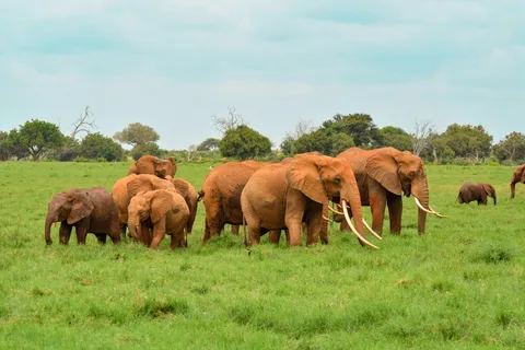 Safari con pernottamento al Parco Nazionale dello Tsavo Est da Mombasa