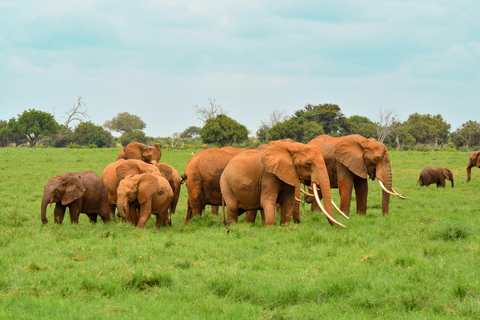 Safari med övernattning till Tsavo East National Park från Mombasa