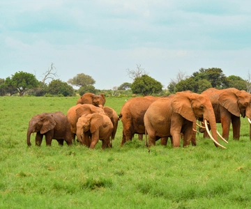 Overnight Safari to Tsavo East National Park from Mombasa