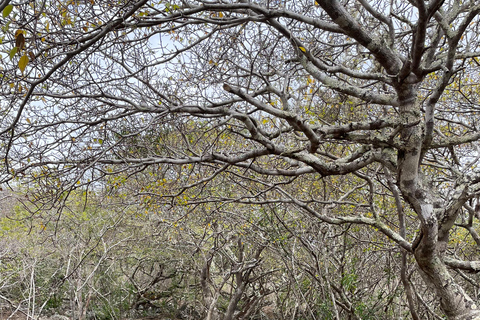 San Cristóbal Island: Highlands Tour with Tortoises