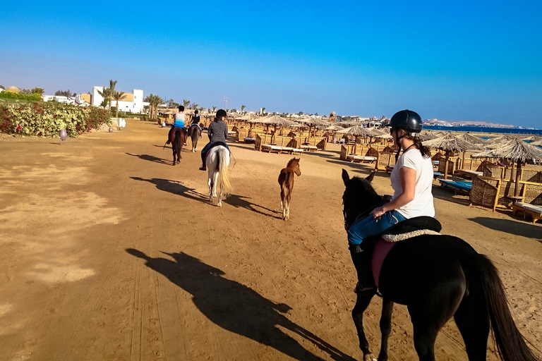 El Gouna : Randonnée à cheval dans le désert et la mer avec baignade en option1 heure de quad + 1 heure d&#039;équitation — Combo double aventure