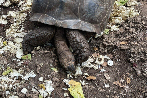 زنجبار: جزيرة السجن ومقابلة السلاحف العملاقة.لا يوجد نقل