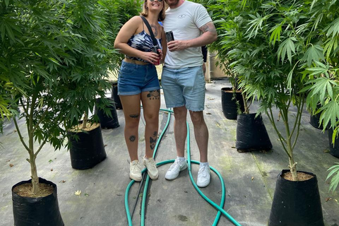 Private Medellín Cannabis Culture Tour with Lunch & Tasting