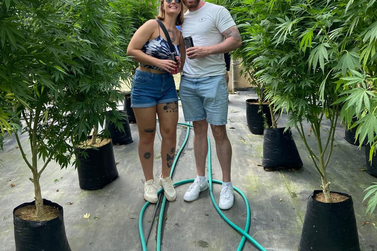 Private Medellín Cannabis Culture Tour with Lunch & Tasting