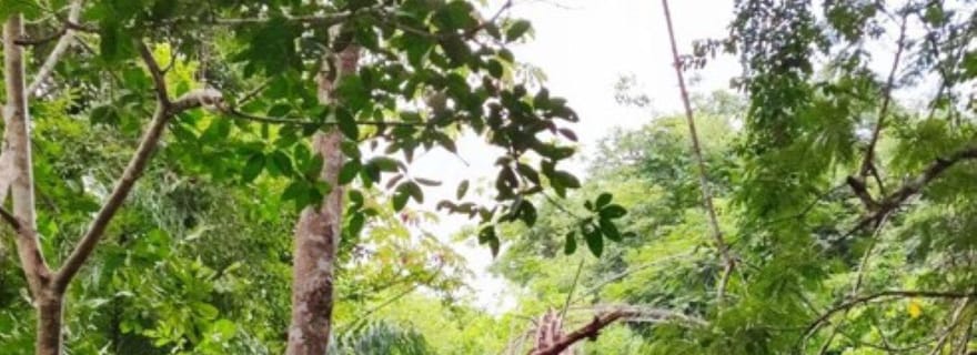 Huatulco : Visite privée des cascades magiques de Copalitilla