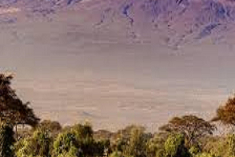 Kilimanjaro Climb: 1-Day Marangu Route Experience