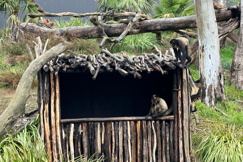 Desde Adelaida: Abraza a un Koala y Visita Histórica a Hahndorf