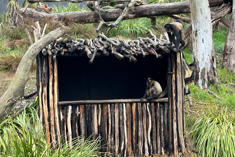 Vanuit Adelaide: Knuffel een Koala en historische Hahndorf Tour