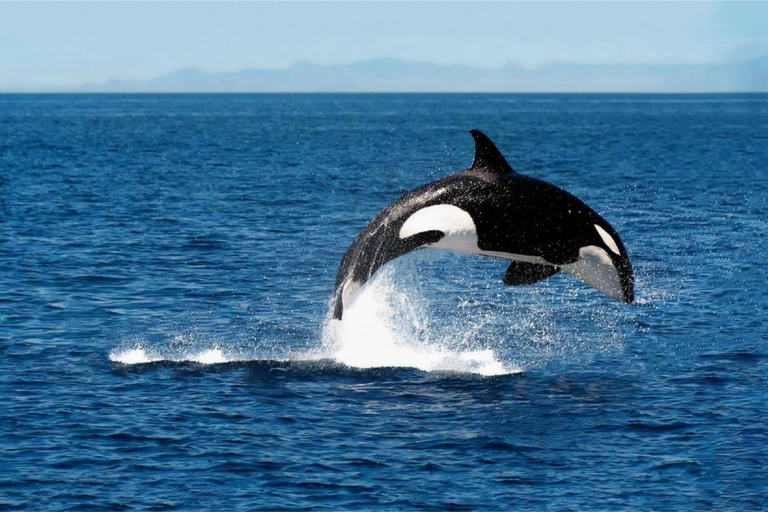 From Tromsø: Skjervoy Whale Watching RIB Boat Tour