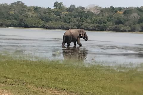 Wilpattu National Park: Half-Day Safari with Meals & Pickup Evening Safari with Meals (From Wilpattu Area)