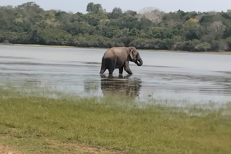 Wilpattu National Park: Half-Day Safari with Meals & Pickup Evening Safari with Meals (From Wilpattu Area)