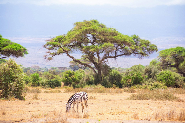 Amboseli National Park: Full Day Tour From Nairobi Overnight Amboseli National Park