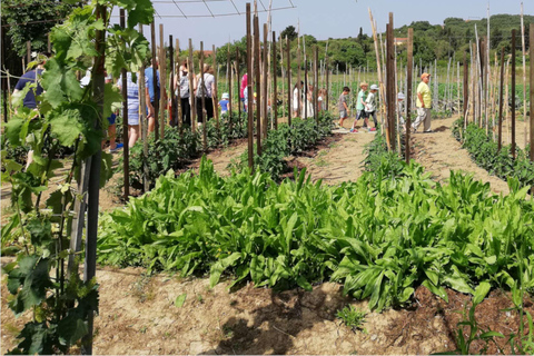 Corfu: Donkey Sanctuary and Farm Tour with Lunch Corfu: Donkey Sanctuary,Horse Riding,Farm Tour with Lunch
