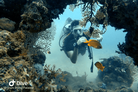 Puerto Princesa: Discover Scuba Diving Package Puerto Princesa day trip: 3 dives for certified divers