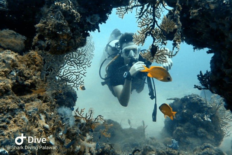 Puerto Princesa: Discover Scuba Diving Package Puerto Princesa day trip: 3 dives for certified divers