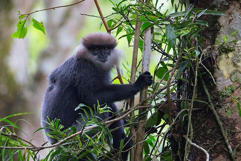 Sinharaja Rainforest Trekking Private Day Trip with Lunch Pick up from Kalutara/Wadduwa