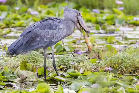 1-Day Mabamba Shoebill Birding Tour in Lake Victoria Entebbe