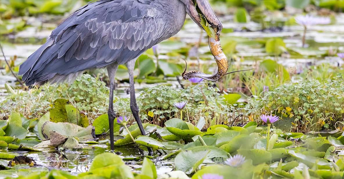 ビクトリア湖エンテベでのマバンバハシビロコウ 1 日バードウォッチング ツアー GetYourGuide