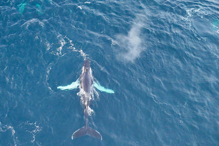 Alta: Altafjord Whale Watching in a Heated Boat