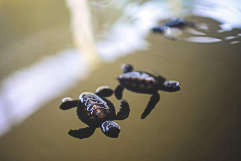 Passeio de um dia por Galle a partir de Colombo, Bentota ou Kalutara