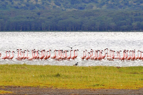 Nairobi: Lake Nakuru Small Group & optional Boat Ride