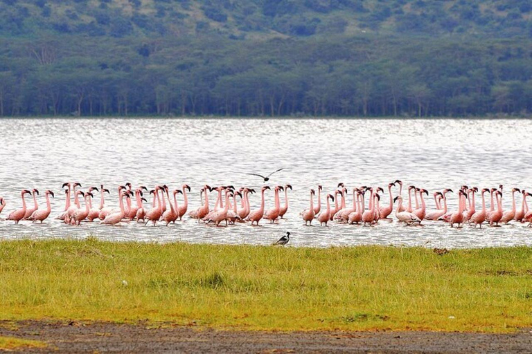 Nairobi: Lake Nakuru Kleingruppe und optionale Bootsfahrt