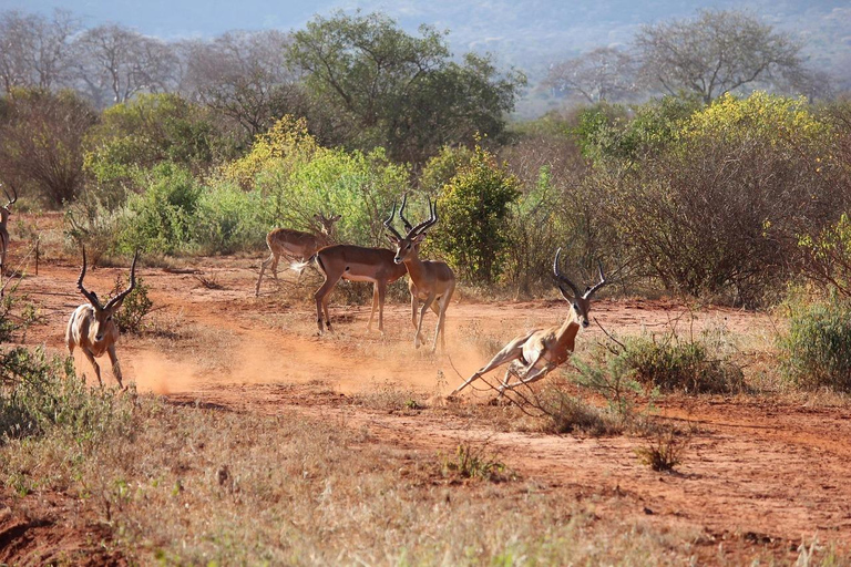 Nairobi: Tsavo East,West & Diani Beach 7-Day Guided Tour