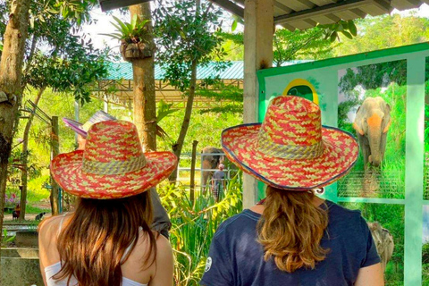 Phuket: Półdniowa wycieczka do sanktuarium słoni z lunchemPółdniowa wycieczka z lunchem (transport z hotelu w cenie)