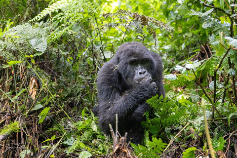 From Kampala/Entebbe: 3-Day Bwindi Gorilla Trekking Safari
