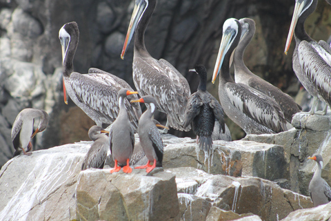 From Lima: Palomino Islands Speedboat Tour and Sea Lion Swim