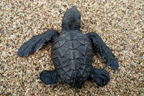 Bali: wizyta w centrum ochrony żółwi i wycieczka po wyspieBali: Turtle Conservation Visit &amp; Island Land Tour