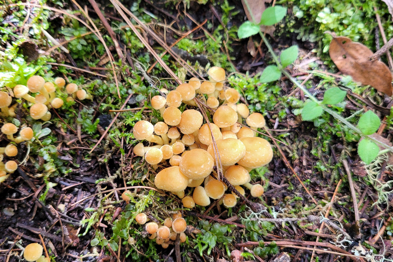 Oaxaca: Sierra Norte Ixtepeji Guided Hike & Lunch, Half-Day