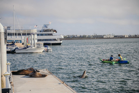 Los Angeles: Sea Lions Watching Cruise 90 Min Sea Lions Adventure Cruise