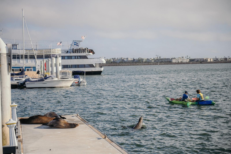 Los Angeles: Sea Lions Watching Cruise 90 Min Sea Lions Adventure Cruise