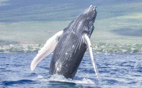 From Kihei: Molokini Snorkel with Whale Watching Adventure