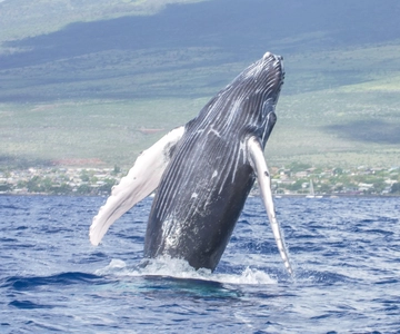 Da Kihei: Snorkeling di Molokini e osservazione delle balene