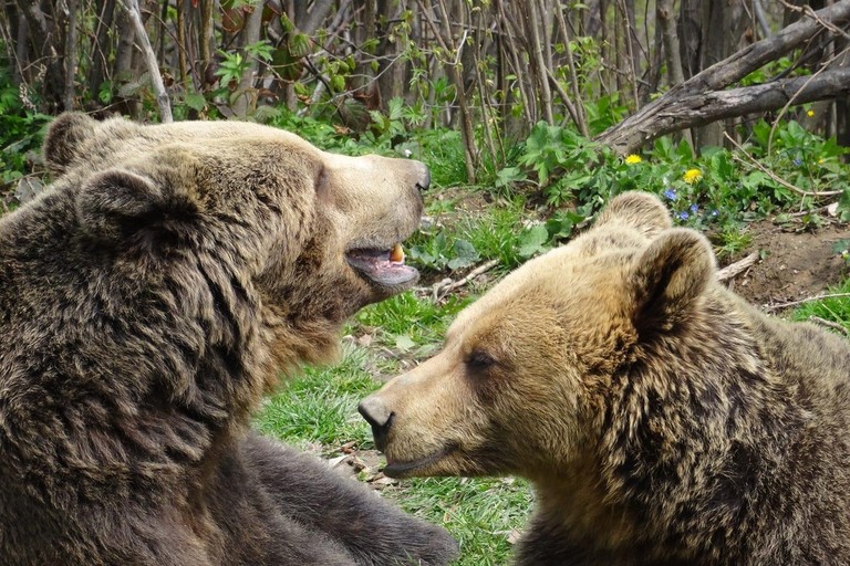 From Brașov: Bear Sanctuary with Ticket & Private Transport Brașov: Bear Sanctuary without Ticket & Private Transport