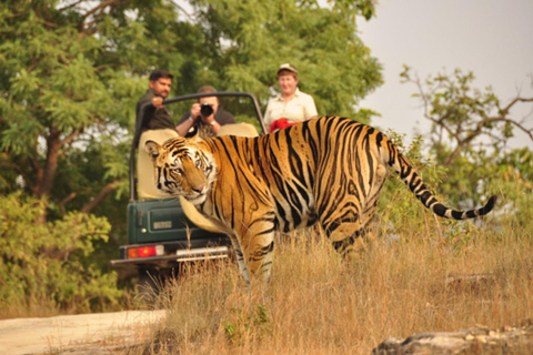 From Delhi: 6-Day Golden Triangle Tour with Ranthambore Trip without Accommodation