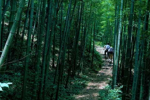 Shanghai: Anji Zhangli Trail & Waterfalls Day Trip