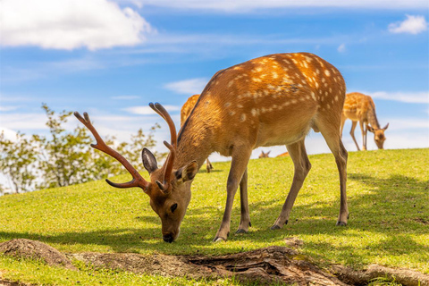 من أوساكا: جولة ليوم واحد في كيوتو ونارا وفوشيمي إناري وأراشياماTrip including Sagano Romantic Train