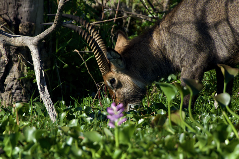 Hell's Gate e Lago Naivasha: tour in bicicletta, escursione e giro in barcaAvventura a Hell's Gate (da Nairobi)