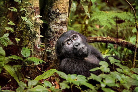 6 Days Uganda Primate & Big Game Safari Experience