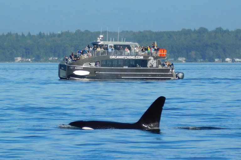 Orcas Island: Whale and Orca Guided Speedboat Tour