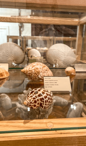 Cavtat: toegangskaartje voor het Schelpenmuseum met optie voor een rondleiding