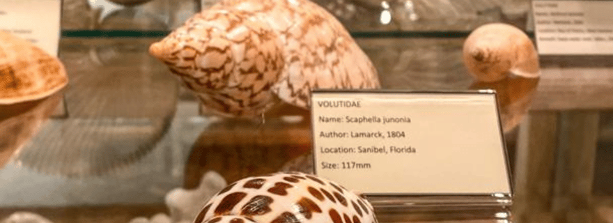 Cavtat : billet d'entrée au musée des coquillages avec option de visite guidée